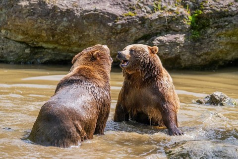 Eurasian brown bear (Ursus arctos arctos) playing with each other in a little lake, Bavarian