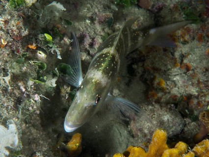 A fish with green-brown colouring, dentex dentex, rests on a reef at night. Dive site House Reef,