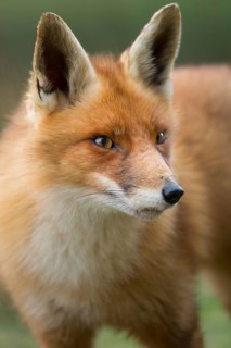Red Fox (Vulpes vulpes) adult portrait, Netherlands