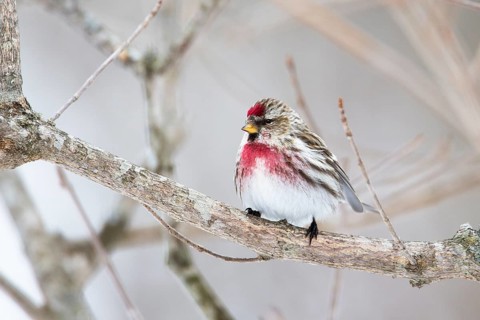 Common Redpoll (Acanthis flammea), Hokkaido, Japan