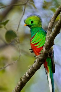 Resplendent quetzal