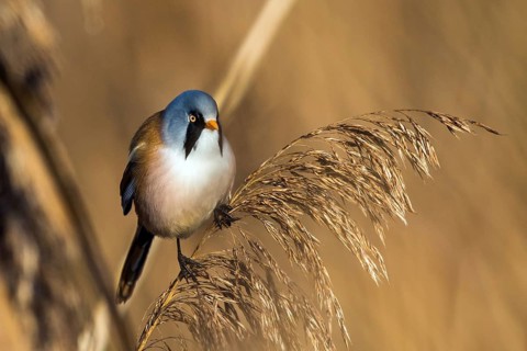 Bearded tit sitting on reed stalk, (Panurus biarmicus), Federsee lake, Baden-Württemberg, Federal
