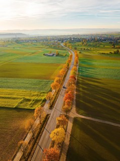 Aerial view of an avenue at sunrise in autumn, Herrenberg, Germany