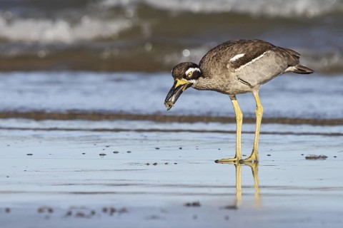 Beach Stone-curlew (Esacus magnirostris), Queensland, Australia