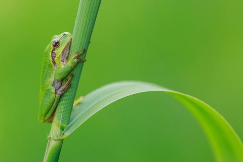 European Tree Frog (Hyla arborea) perchend on reed, North Rhine-Westphalia, Germany