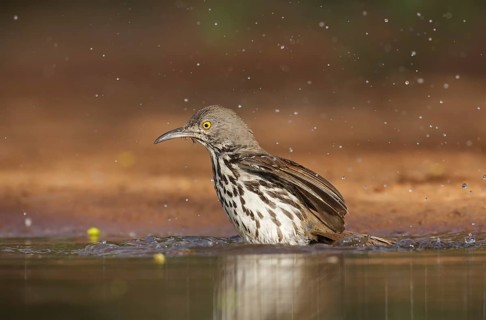 Long-billed Thrasher (Toxostoma longirostre) bathing, Texas, USA