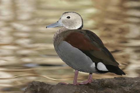 Ringed Teal (Callonetta leucophrys), Arizona, USA