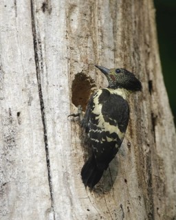 Black-and-buff Woodpecker (Meiglyptes jugularis) male at breeding cavity, Khao Yai, Thailand
