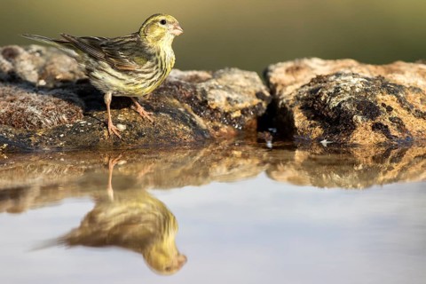 European Serin (Serinus serinus) female, Castile and Leon, Spain