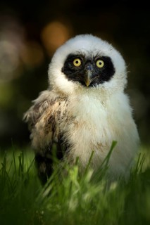 Spectacled Owl (Pulsatrix perspicillata) captive, juvenile, Germany