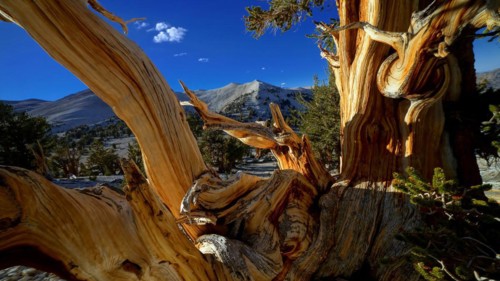 USA, California, a dead tree in the Ancient Bristlecone Pine Forest National Monument, California,