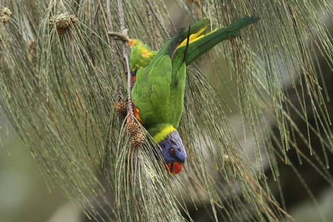 Rainbow Lorikeet (Trichoglossus moluccanus), New South Wales, Australia