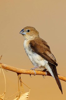 African silverbill, silver beak, silver pheasant, trusting bird, ornamental bird in Europe, family