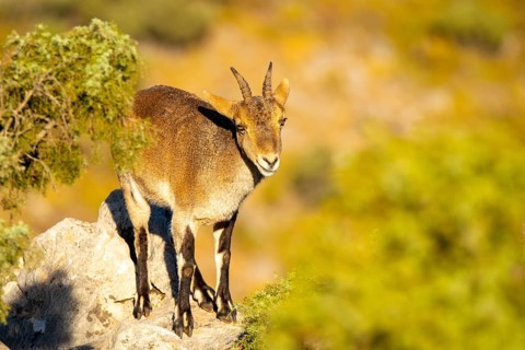 An Iberian ibex stands gracefully on rocky terrain, surrounded by lush greenery. Its sturdy horns
