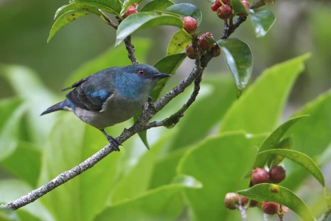 Scarlet-thighed Dacnis (Dacnis venusta) perched on a branch in Costa Rica, Central America