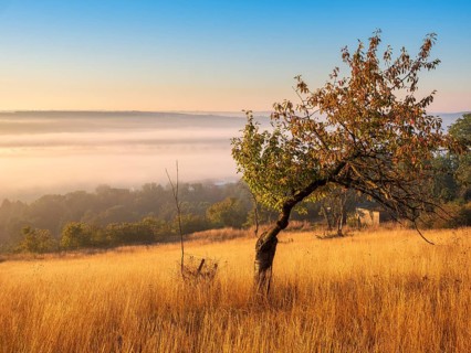 Morning atmosphere in the Saale Valley near the village of Eulau in autumn, fog sweeping through