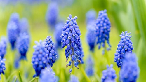 A close-up shot of vibrant blue grape hyacinths in full bloom. The blossoms create a stunning