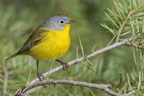 Nashville Warbler (Vermivora ruficapilla) perched on a branch in British Columbia, Canada