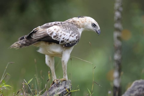Changeable Hawk-Eagle (Nisaetus cirrhatus), Sri Lanka