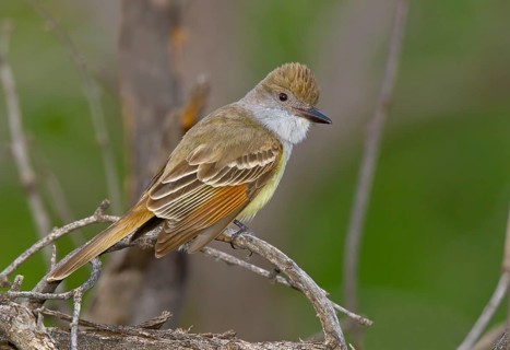 Brown-crested Flycatcher (Myiarchus tyrannulus) male, Arizona, USA