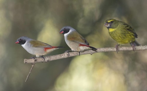 Swee Waxbill & Forest Canary (Coccopygia melanotis & Crithagra scotops), Western Cape, South Africa