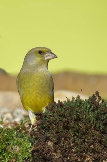European greenfinch (carduelis chloris), male, sitting on moss, Wilden, North Rhine-Westphalia,