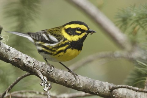 Townsend's Warbler (Setophaga townsendi), British Columbia, Canada