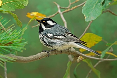 Black-throated Gray Warbler Dendroica nigrescens Santa Catalina Mountains, Tucson, ARIZONA, United