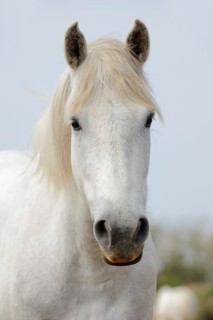 Camargue horse, portrait, Camargue, Provence, South of France