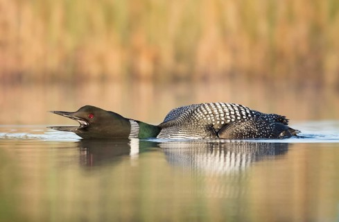 Great Northern Loon (Gavia immer) in threatening posture on lake, British Columbia, Canada