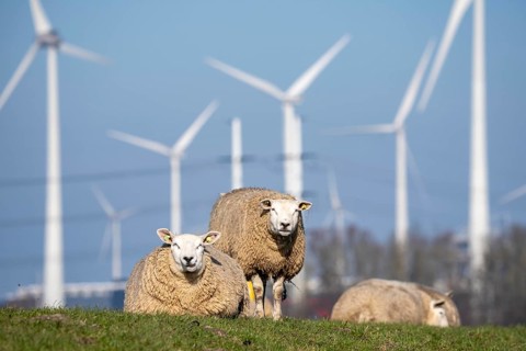 Sheep on a dike in Eemshaven, wind farm, the Netherlands