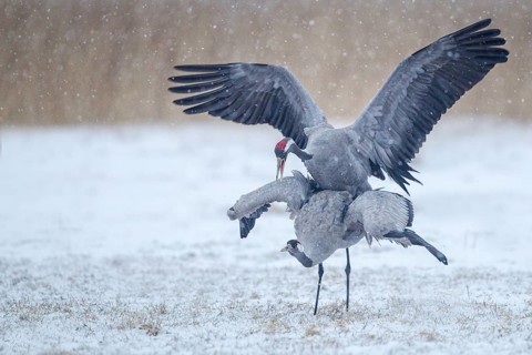 Common Crane (Grus grus) pair mating, Mecklenburg-Western Pomerania, Germany
