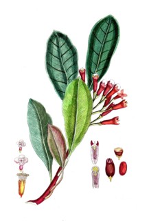 Caryophyllus aromaticus, clove tree, digital reproduction of a historical model, between 1790 and