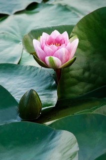 Water lily pond in late summer, water lilies (Nymphaea), Saxony, Germany