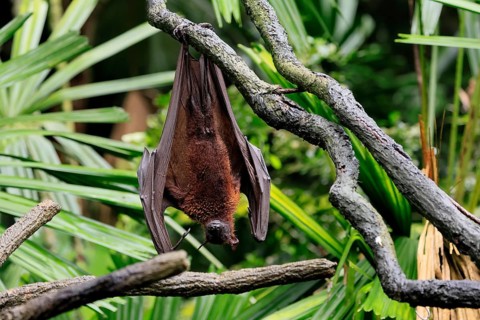 Kalong flying fox (Pteropus vampyrus), adult, resting, in sleeping tree, during the day, Singapore,