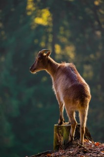 A female Himalayan tahr (Hemitragus jemlahicus) stands backlit on a tree stump at a forest edge. In