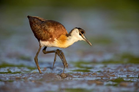 African Jacana (Actophilornis africanus) foraging, Lake Cheleleka, Ethiopia