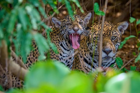 Young jaguar yawns and relaxes next to a silent mate, Jaguar (Panthera onca), Pantanal, Mato