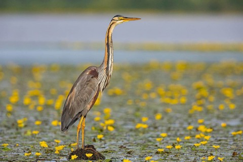 Purple heron (Ardea purpurea) amidst flowering water lilies Hungary