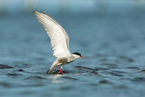 Whiskered Tern (Chlidonias hybrida) flying, Victoria, Australia