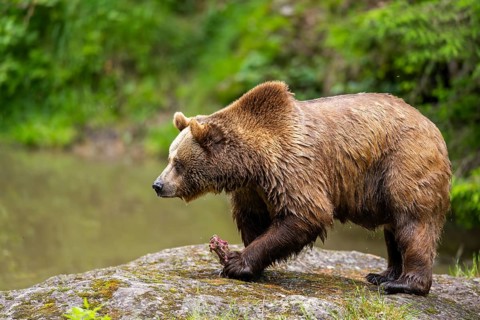 Eurasian brown bear (Ursus arctos arctos) walking on a rock, Bavarian Forest, Bavaria, Germany