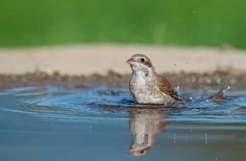 Red-backed Shrike (Lanius collurio) juvenile bathing, Aosta Valley, Italy