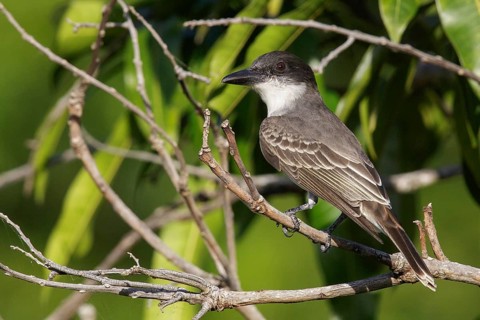 Giant Kingbird (Tyrannus cubensis) perched on a branch in Cuba