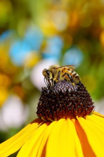 European honey bee (Apis mellifera), collecting nectar from a yellow coneflower (Echinacea