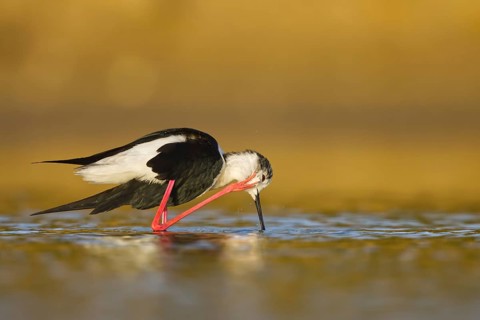 Black-winged Stilt (Himantopus himantopus) male foraging, North Rhine-Westphalia, Germany
