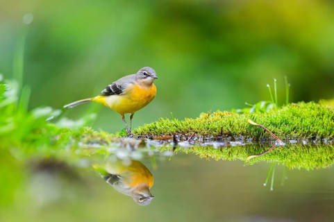 Grey Wagtail (Motacilla cinerea) hunting at a little lake in a swamp, wildlife, Germany