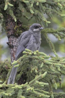 Grey Jay (Perisoreus canadensis), Alaska, USA