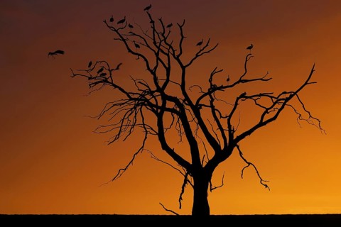 South Africa, Africa, tree against light, sunset, silhouette