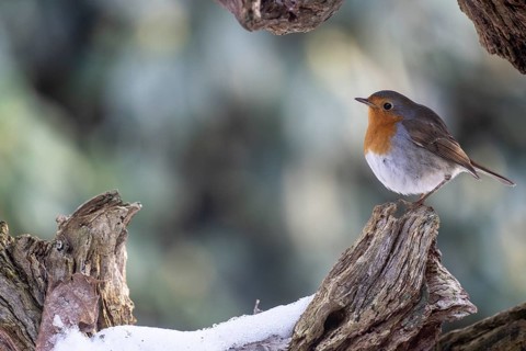 European robin (Erithacus rubecula), Emsland, Lower Saxony, Germany