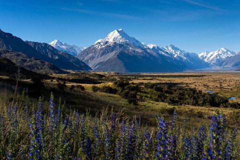 View of Aoraki Mount Cook. In the foreground blue flowering viper's bugloss (Echium vulgare) .